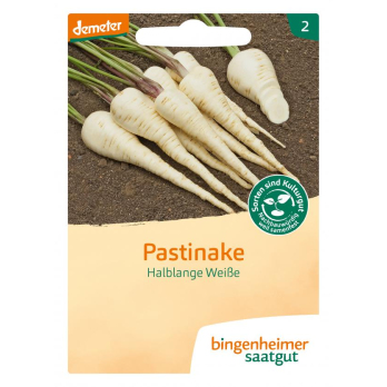 Saat Halblange Weiße Pastinake