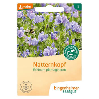 Saat Natternkopf