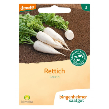 Saat Rettich "Laurin"